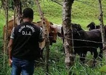 Noticia Radio Panamá | MIDA busca los recursos para realizar pruebas de ADN para identificar ganado hurtado