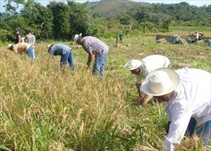Noticia Radio Panamá | Productores de cebollas de la provincia de Chiriquí en estado de alerta por falta de pago