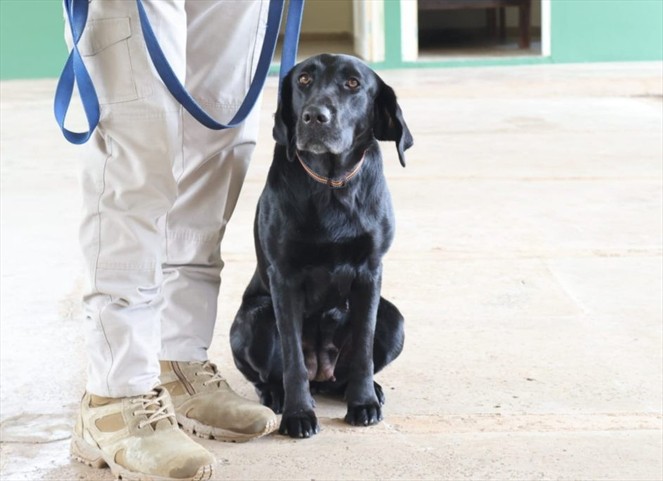 Noticia Radio Panamá | MIDA cuenta con 15 canes para garantizar seguridad fito y zoosanitaria en fronteras y aeropuertos