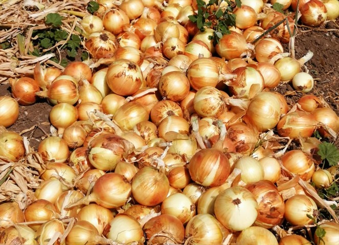 Noticia Radio Panamá | Importarán 45 mil quintales de cebolla para evitar desabastecimiento por malas condiciones climáticas