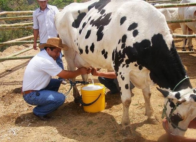 Noticia Radio Panamá | Lecheros reportan pérdidas de 6 a 11 centavos por cada litro de leche producido