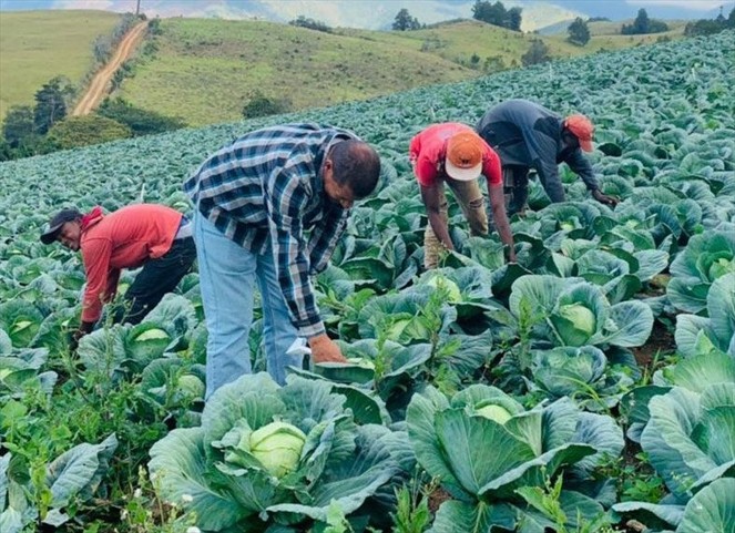 Noticia Radio Panamá | Productores agropecuarios y agroindustrias piden ser tomados en cuenta en la mesa de diálogo en Coclé