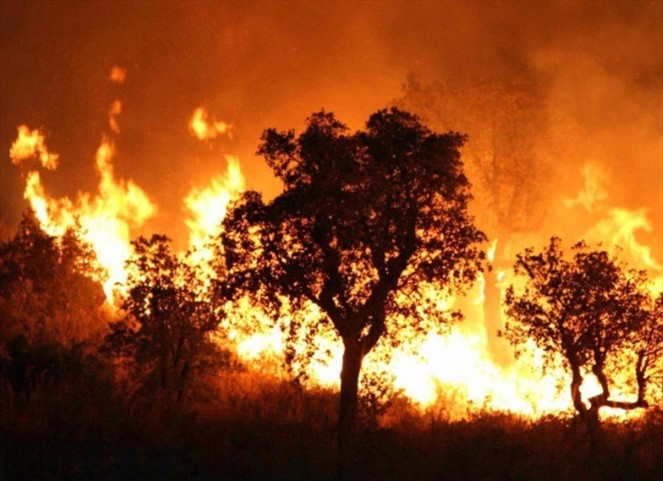 Noticia Radio Panamá | Desolación en Argelia tras los incendios que dejaron 38 muertos