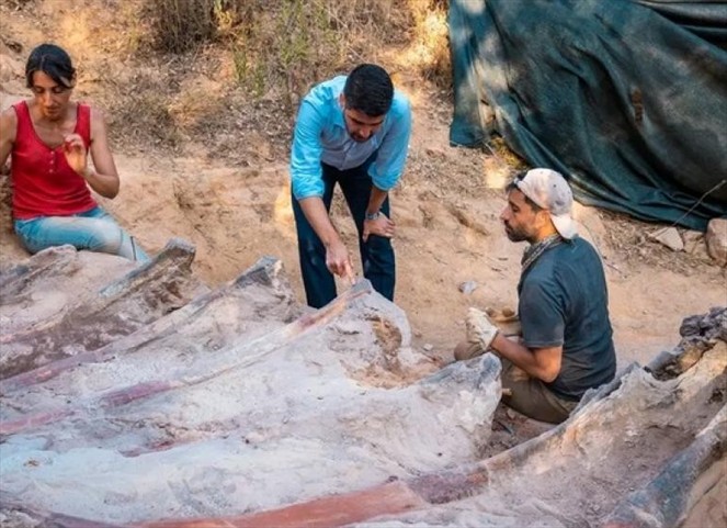 Noticia Radio Panamá | Hallado en Portugal un enorme dinosaurio saurópodo