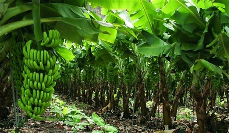 Noticia Radio Panamá | Preocupan crisis en el sector bananero en Bocas del Toro, si empresa cierra se perderán 6 mil empleos