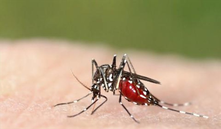 Noticia Radio Panamá | Panamá reporta más de 4 mil casos de malaria, la comarca Guna Yala es la más afectada