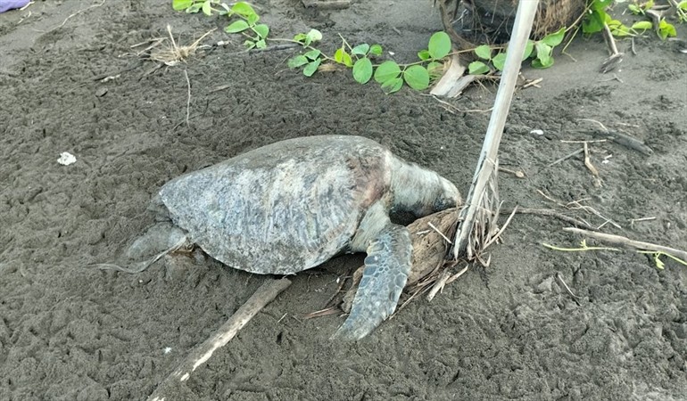 Investigan muertes de ocho tortugas marinas en el distrito de Mariato