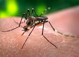 Noticia Radio Panamá | MINSA refuerza vigilancia epidemiológica para disminuir casos de dengue, malaria y otras enfermedades