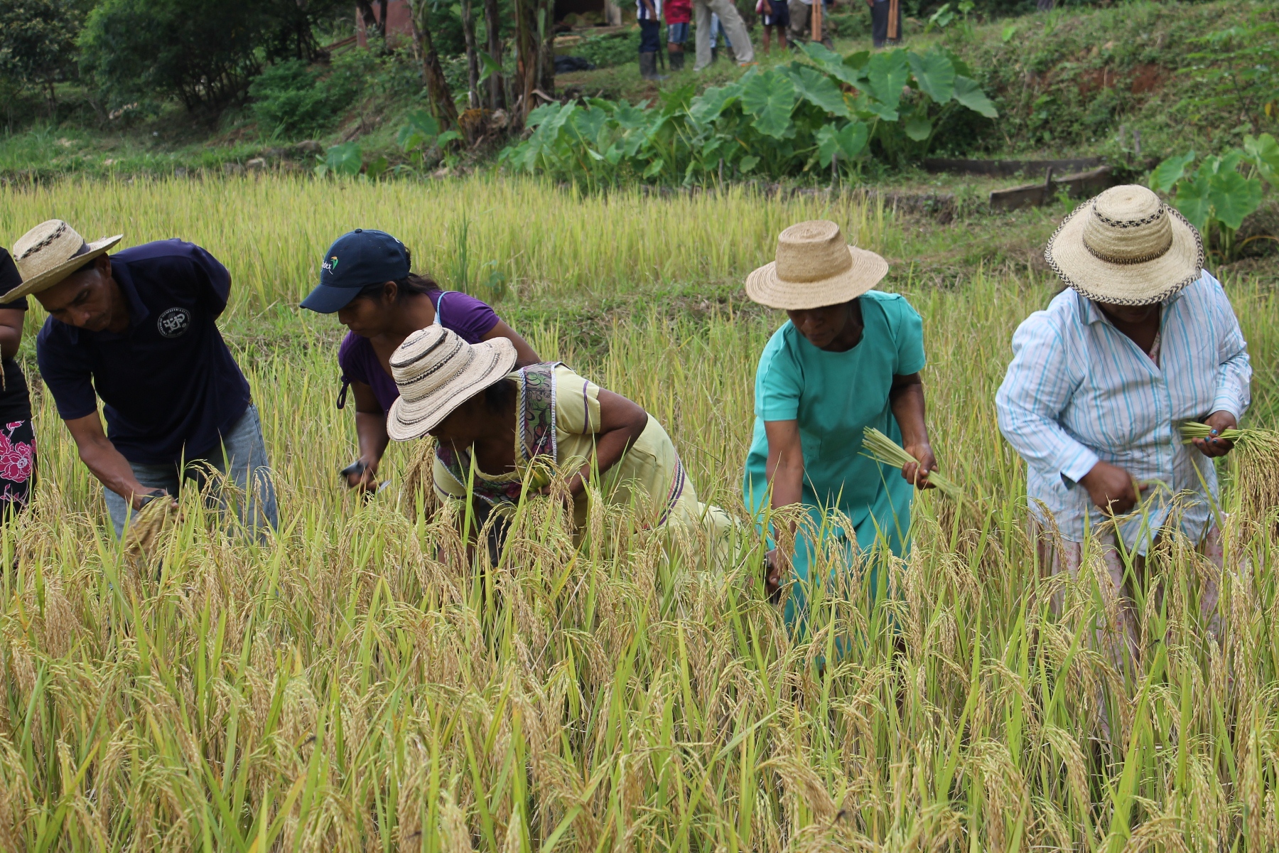 Noticia Radio Panamá | Coclé espera cosechar más de 14 mil hectáreas de arroz este año