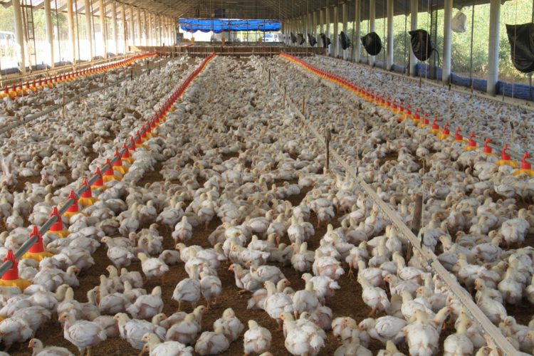 Colombia reporta brotes de influeza aviar en área próxima a la frontera con Panamá