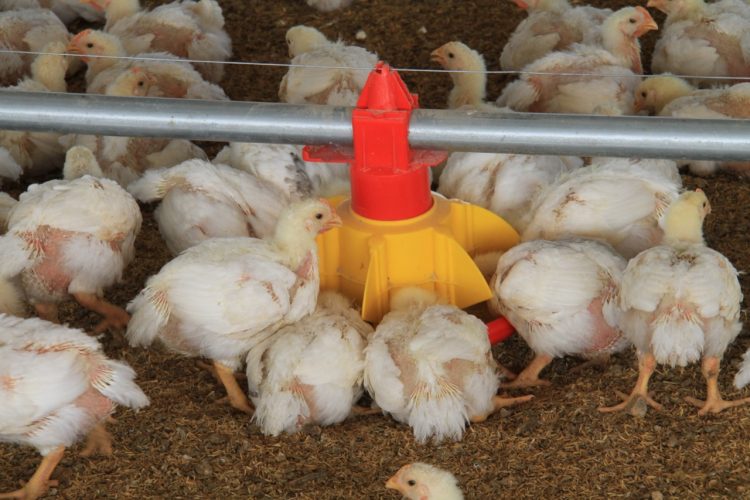 Featured image for “Panamá declara Alerta permanente ante brotes de gripe aviar H5N1 detectados en Colombia”