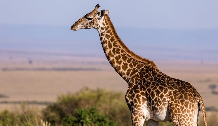 Featured image for “Jirafa mató a bebé de 16 meses tras pisotearla en reserva natural de Sudáfrica”