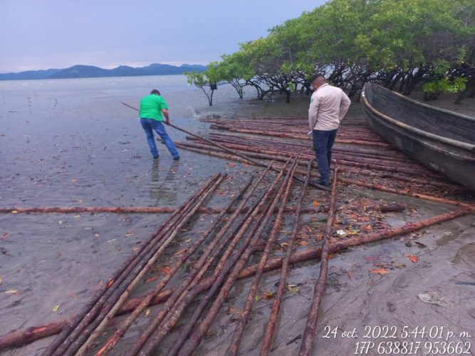 Noticia Radio Panamá | Retienen a cinco personas por tala ilegal en área protegida en el Estero Salado, en Chame