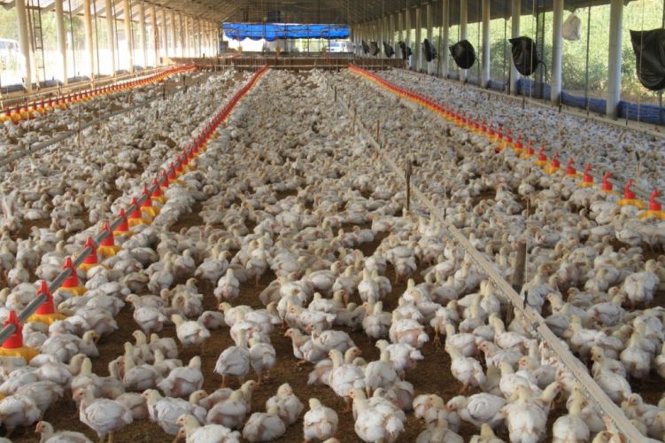 Viceministra Cecilia de Escobar aclara que hasta el momento Panamá no reporta casos de gripe aviar