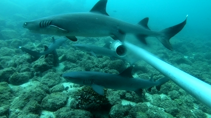 Noticia Radio Panamá | MiAmbiente realiza monitoreos de tiburones en el Parque Nacional Coiba, en Veraguas