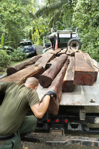 Ubican 27 tucas de madera Cocobolo, en una quebrada en el Parque Nacional Soberanía