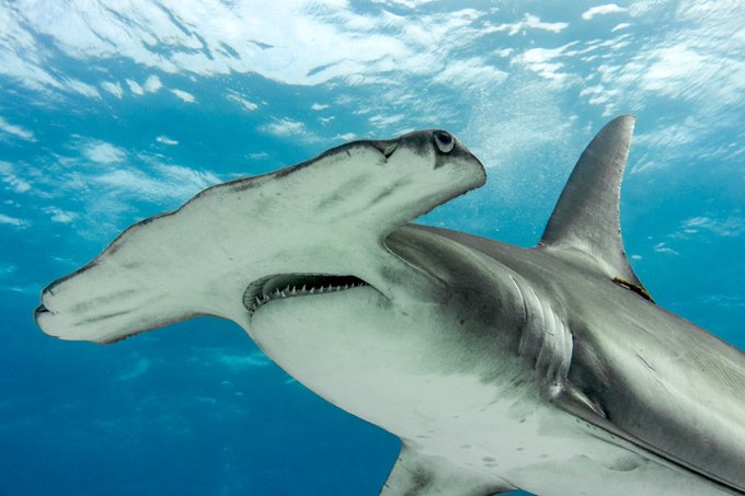 Featured image for “Panamá propone incluir 19 especies de tiburones en la lista de peligro crítico de extinción”