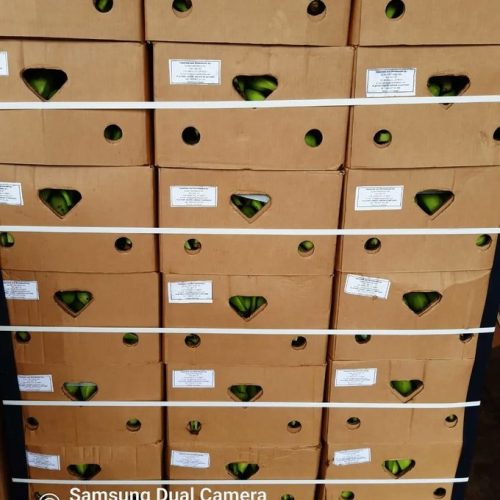 Featured image for “Más de mil cajas de plátanos reciben visto bueno para ser exportadas”