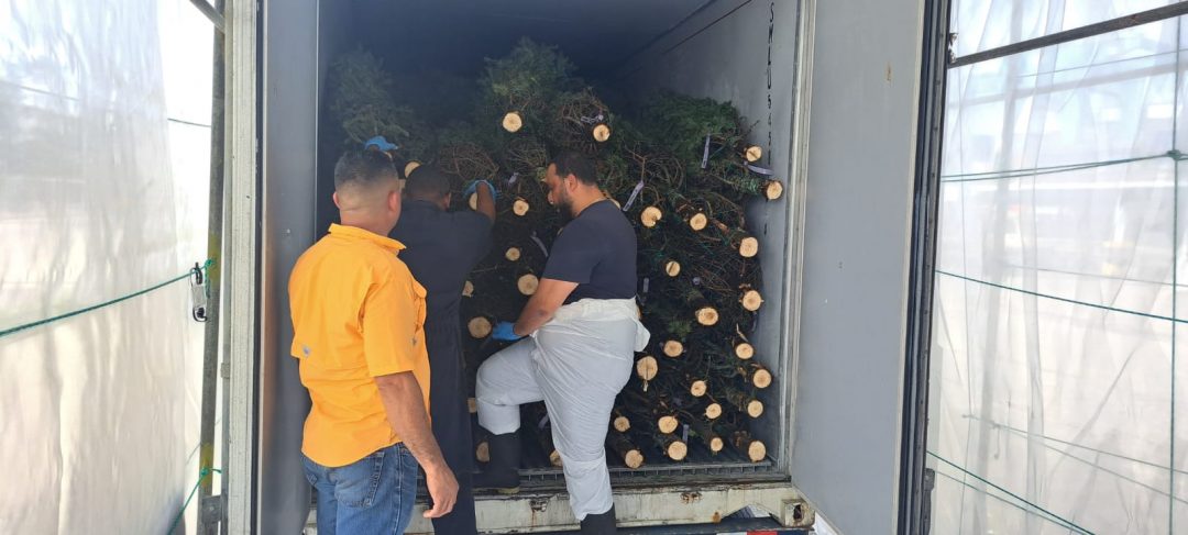 The first Christmas trees arrive at the national market