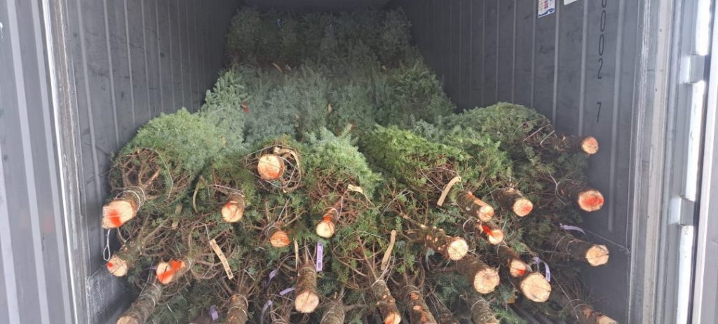 The first Christmas trees arrive at the national market
