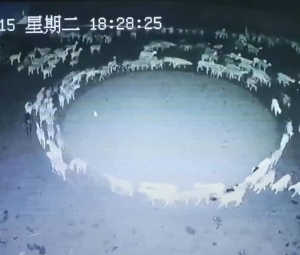 Featured image for “En China, ovejas caminan en un círculo perfecto durante 12 días”