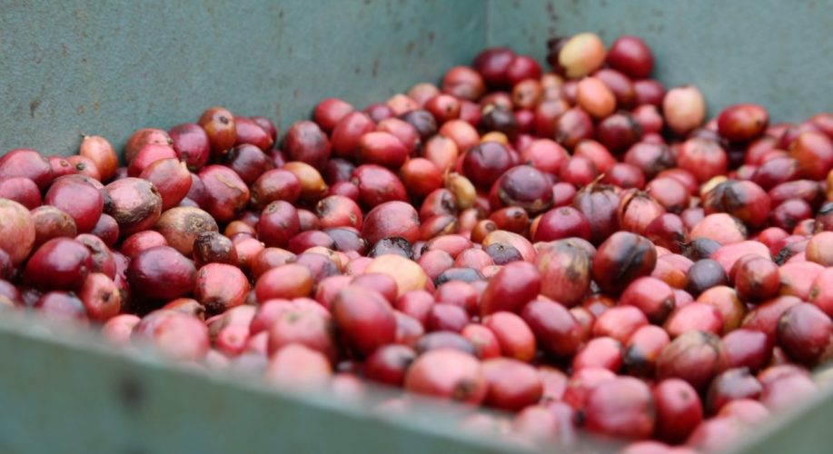 Featured image for “Productores de café robusta de Capira inician la segunda cosecha”