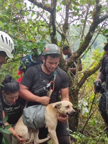 They rescue safe and sound a lost dog on a cliff in Chiriquí