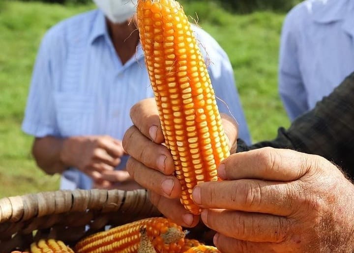 Noticia Radio Panamá | Mida tiene programado sembrar más de 20 mil 500 hectáreas de maíz mecanizado