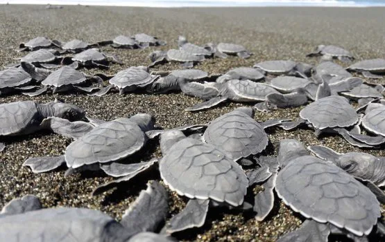 Exigen al MiAmbiente establecer estrategias de prevención  para disminuir muertes de tortugas marinas