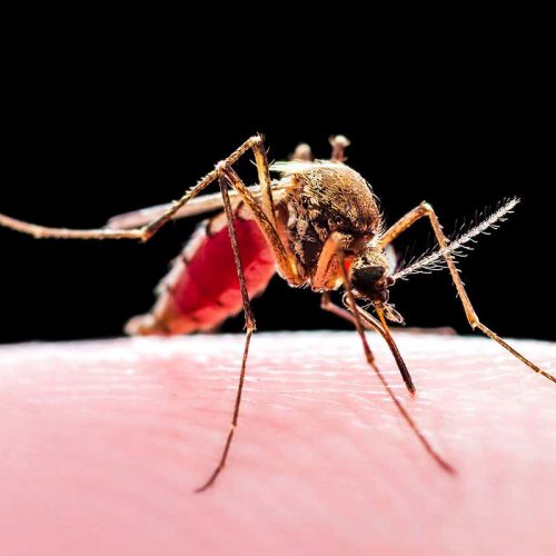 A person dies of malaria in the Guna Yala region