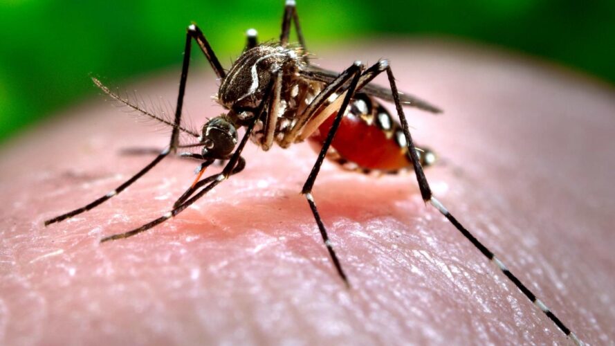 San Miguelito registers more than 800 cases of dengue