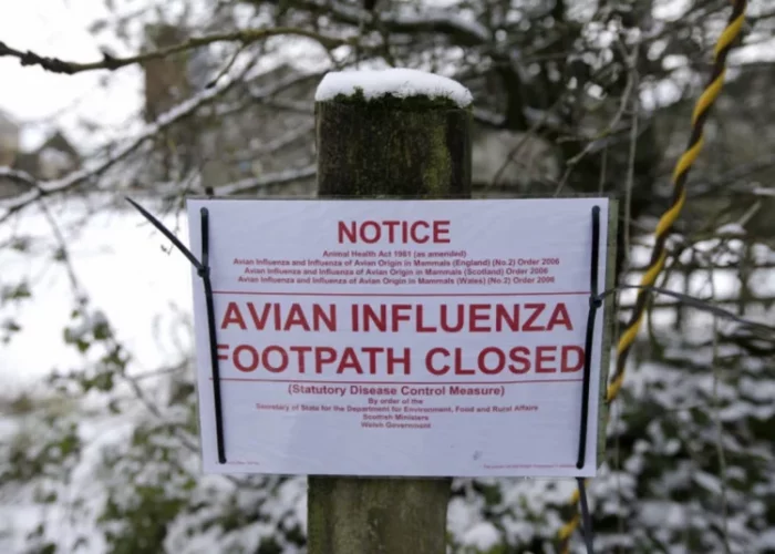 Noticia Radio Panamá | China reporta la primera muerte por gripe aviar H5N1 desde 2015