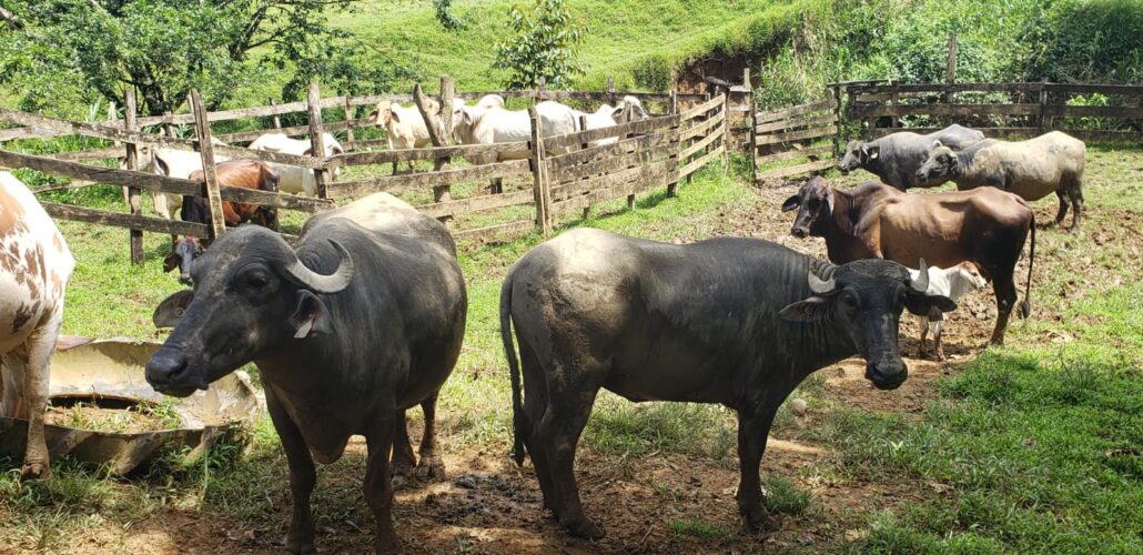 Noticia Radio Panamá | Aportan más de 105 mil balboas para la producción de búfalos en Panamá