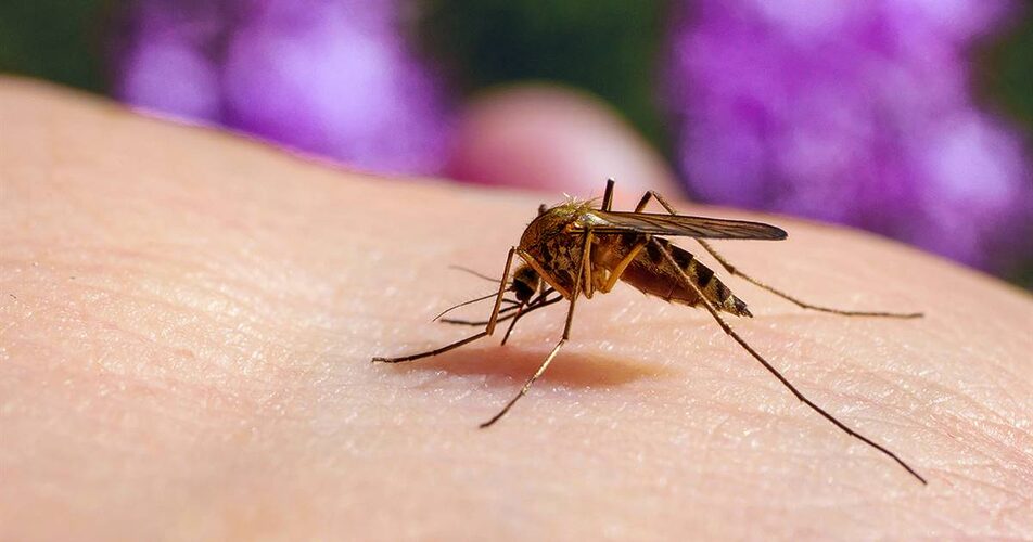Featured image for “Confirman 60 casos de dengue, 257 de malaria y que de Leishmaniasis en lo que va del año”