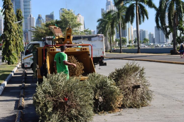 Collection of Christmas trees begins in collection centers in the city