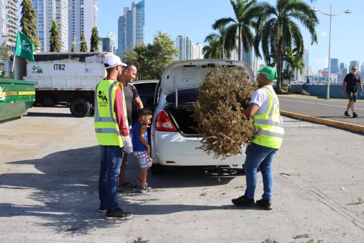 Collection of Christmas trees begins in collection centers in the city