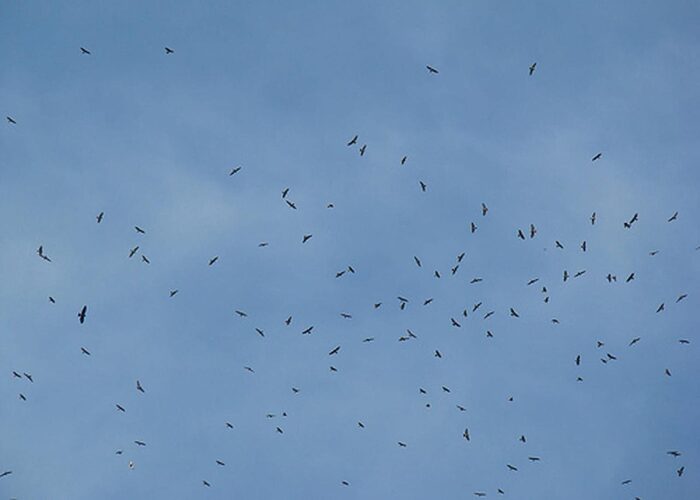 “Aeropuerto de Tocumen declara alerta por migración de aves”