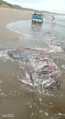 Noticia Radio Panamá | Calamares varados en las costas de Pedasí son aptos para el consumo