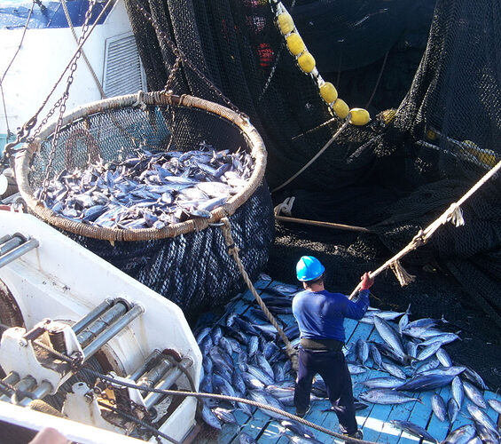 Featured image for “Industria pesquera panameña se pronuncia en contra de la pesca ilegal, no declarada y no reglamentada”