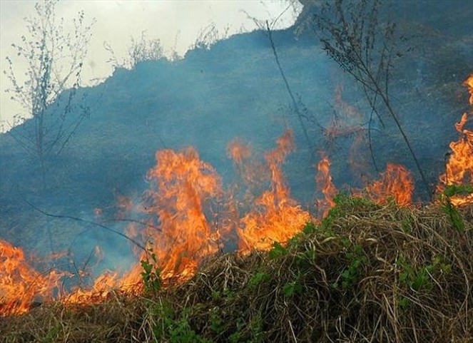 Featured image for “Se incrementan casos de incendio de masa vegetal en Panamá”