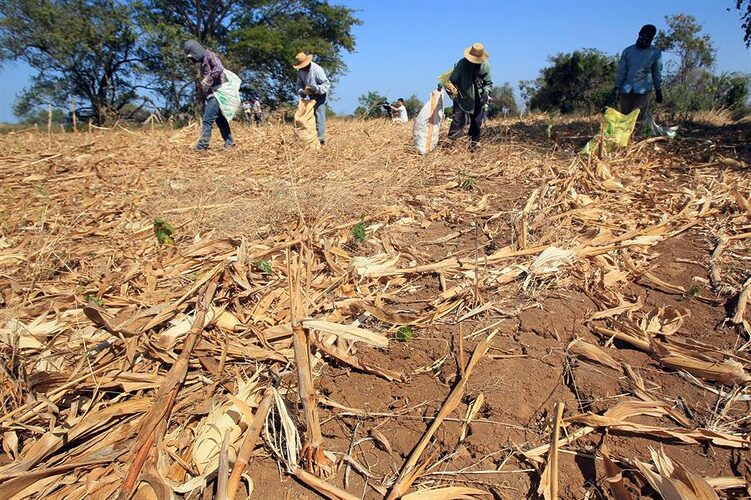 Featured image for “Panamá declara Estado de Emergencia Ambiental en todo el país por la sequía prolongada”