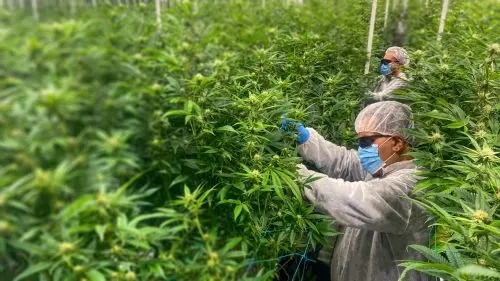 Featured image for “Planta de procesamiento de cannabis medicinal en Uruguay cierra sus puertas y despide a sus empleados por WhatsApp”