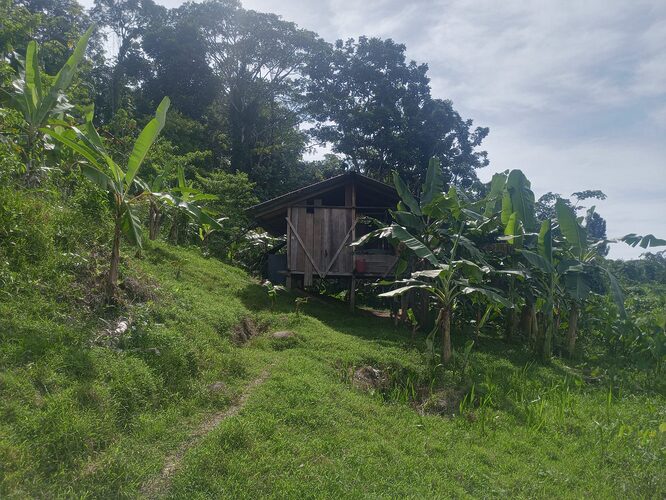 Featured image for “Investigan presunto homicidio de 4 menores y el suicidio de un adulto en Kusapín, Comarca Ngäbe Buglé”