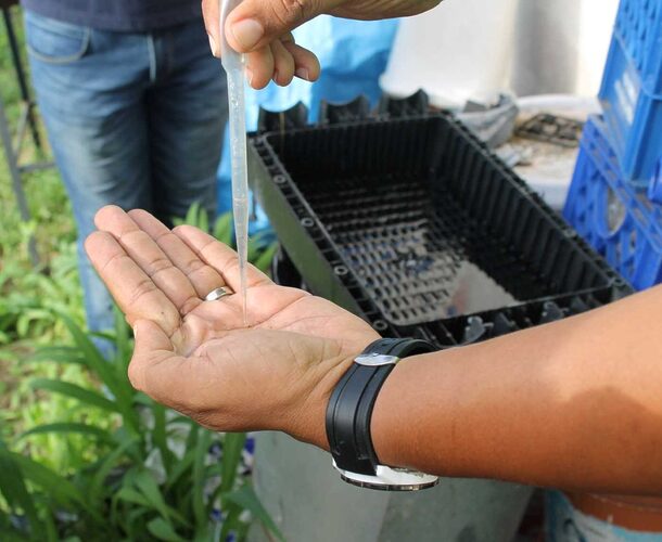 Featured image for “Se registran193 casos de dengue en San Miguelito”