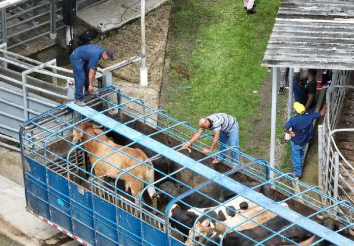 Noticia Radio Panamá | Declaran Emergencia Nacional por gusano barrenador del ganado