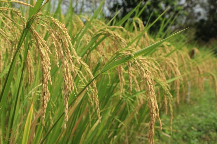 Noticia Radio Panamá | MIDA presenta informe de avance de la producción de arroz