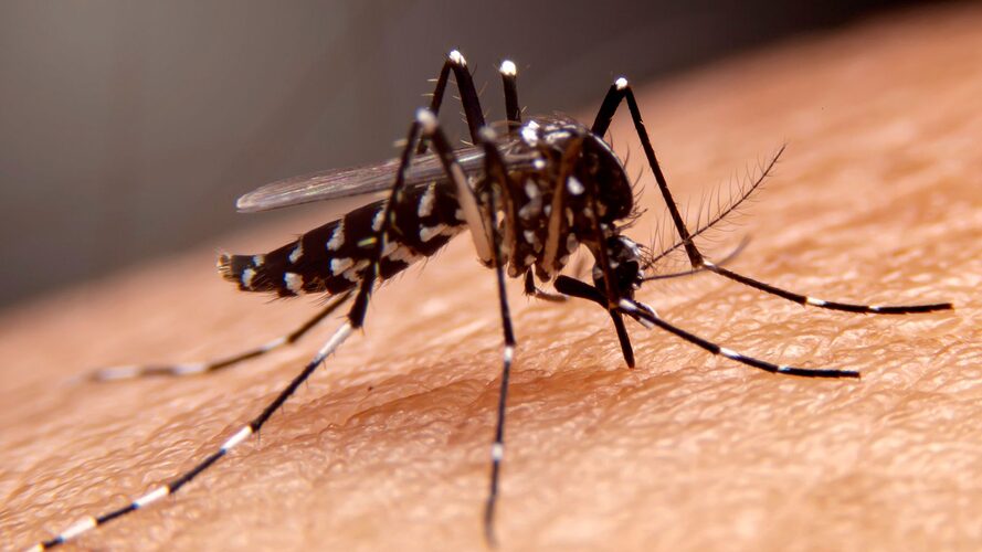 Noticia Radio Panamá | Realiza operativo contra el dengue en Pacora