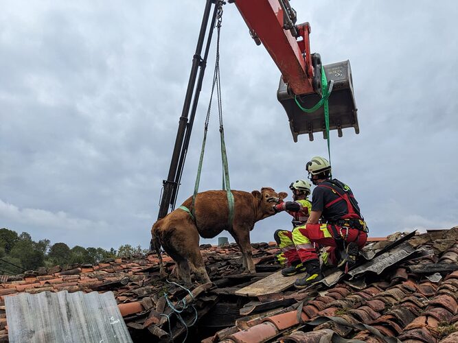 Featured image for “Rescatan a dos vacas que quedaron atrapadas sobre un tejado en España”