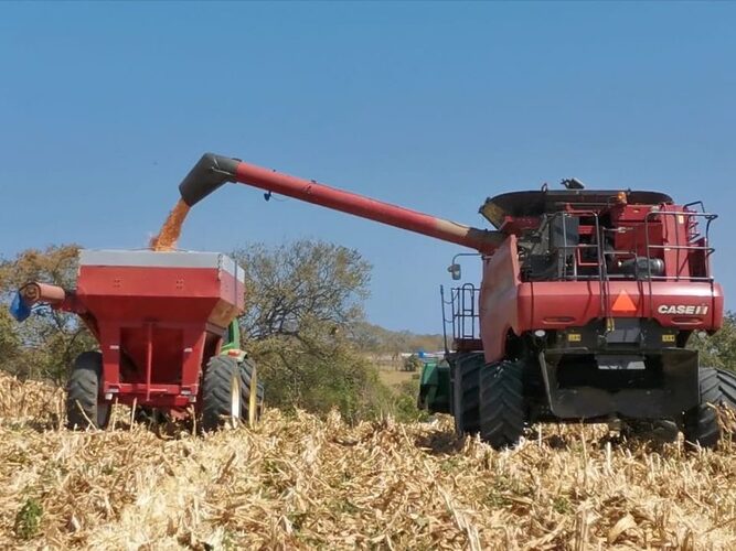 Featured image for “Cumplen con el pago de incentivos a 2,681 productores de arroz, maíz y leche”