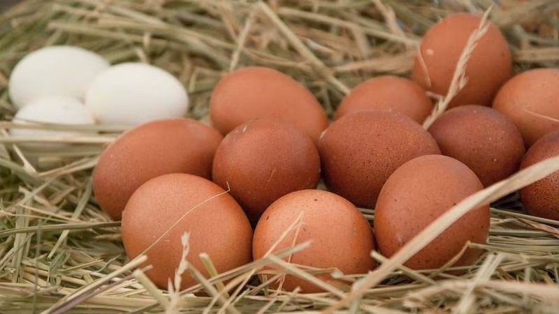 Featured image for “Hoy se celebra el día del huevo un alimento de alto nivel nutricional”